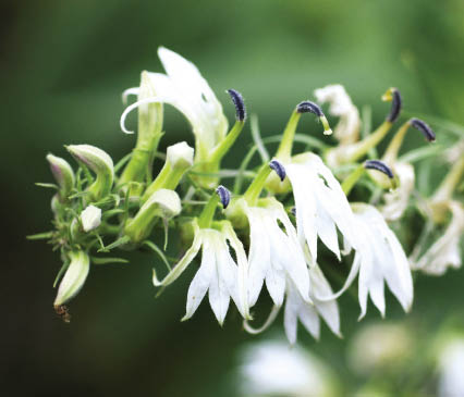 หางไก่ฟ้า Lobelia nicotianaefolia Heyne<br/>CAMPANULACEAE